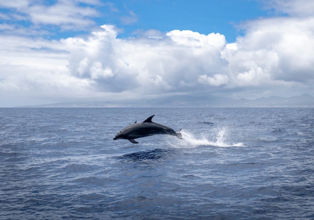 Bottlenose dolphin leaping from the water off Cocoa Beach, Florida