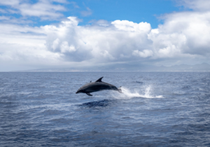 Bottlenose dolphin leaping from the water off Cocoa Beach, Florida