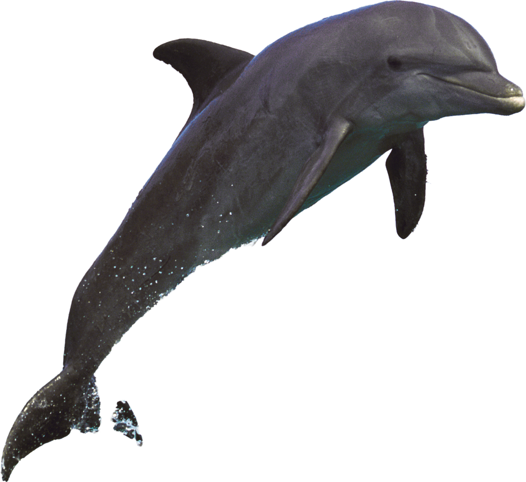 Bottlenose dolphin leaping above the water, visible in Cocoa Beach all year