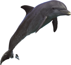 Bottlenose dolphin leaping above the water, visible in Cocoa Beach all year