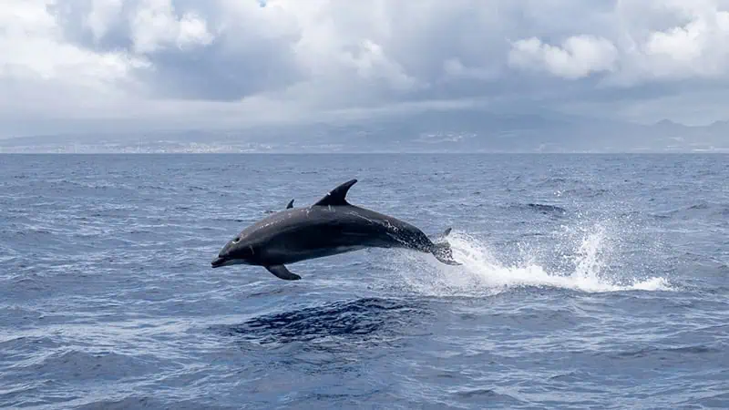 Dolphin leaping from water on Cocoa Beach Eco Tours boat tour