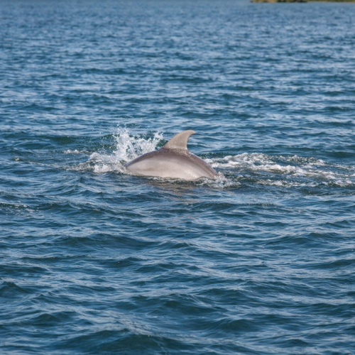 50-web-or-mls-DolphinTour.563