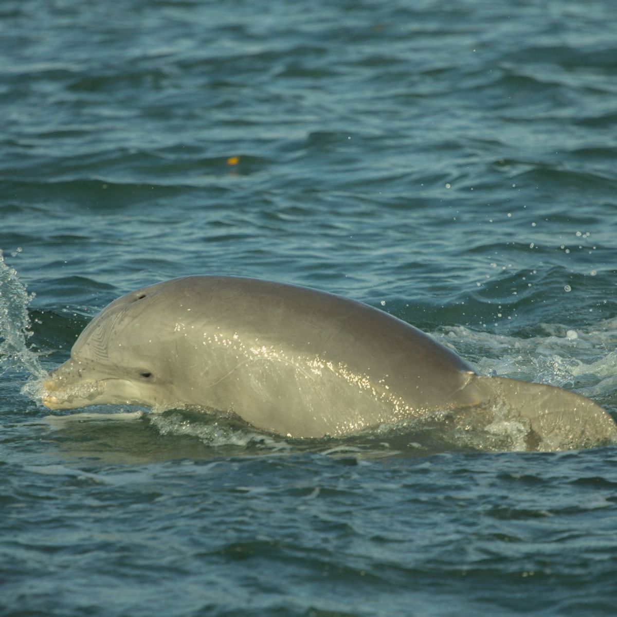 Dolphin surfacing in the ocean, creating small splashes in the water.