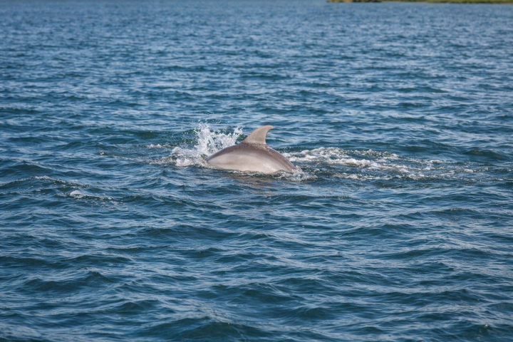 Dolphin swimming in open water, partially submerged with dorsal fin showing.
