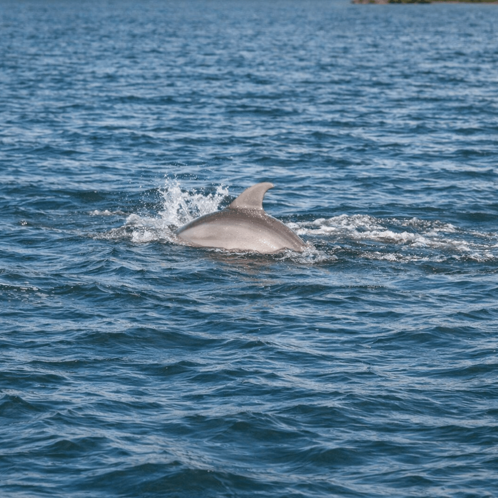 Dolphin swimming in open water, partially submerged with dorsal fin showing.