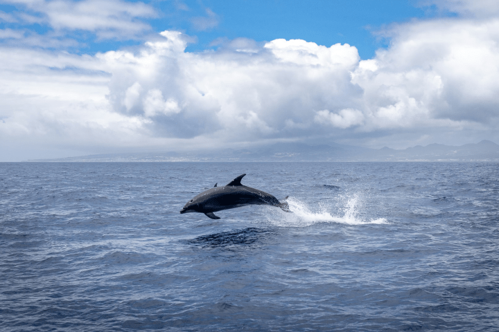 A dolphin jumping out of the ocean with a cloudy sky and distant mountains in the background.