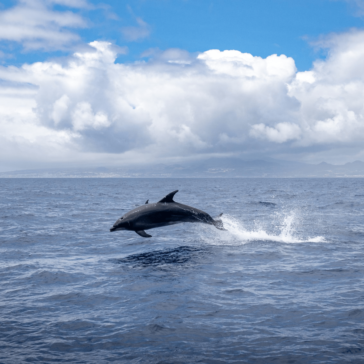 A dolphin jumping out of the ocean with a cloudy sky and distant mountains in the background.