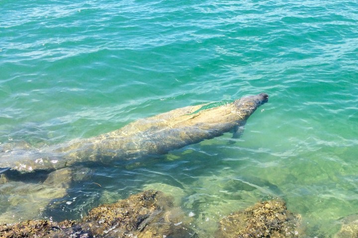 Manatee swimming in clear green water near rocky shore.