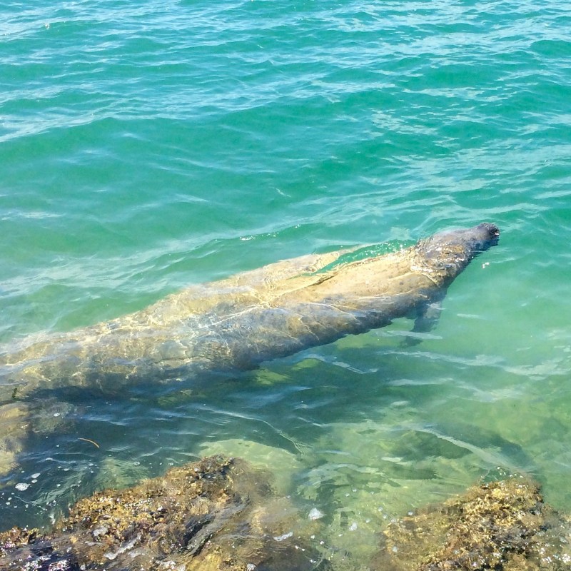 Manatee swimming in clear green water near rocky shore.
