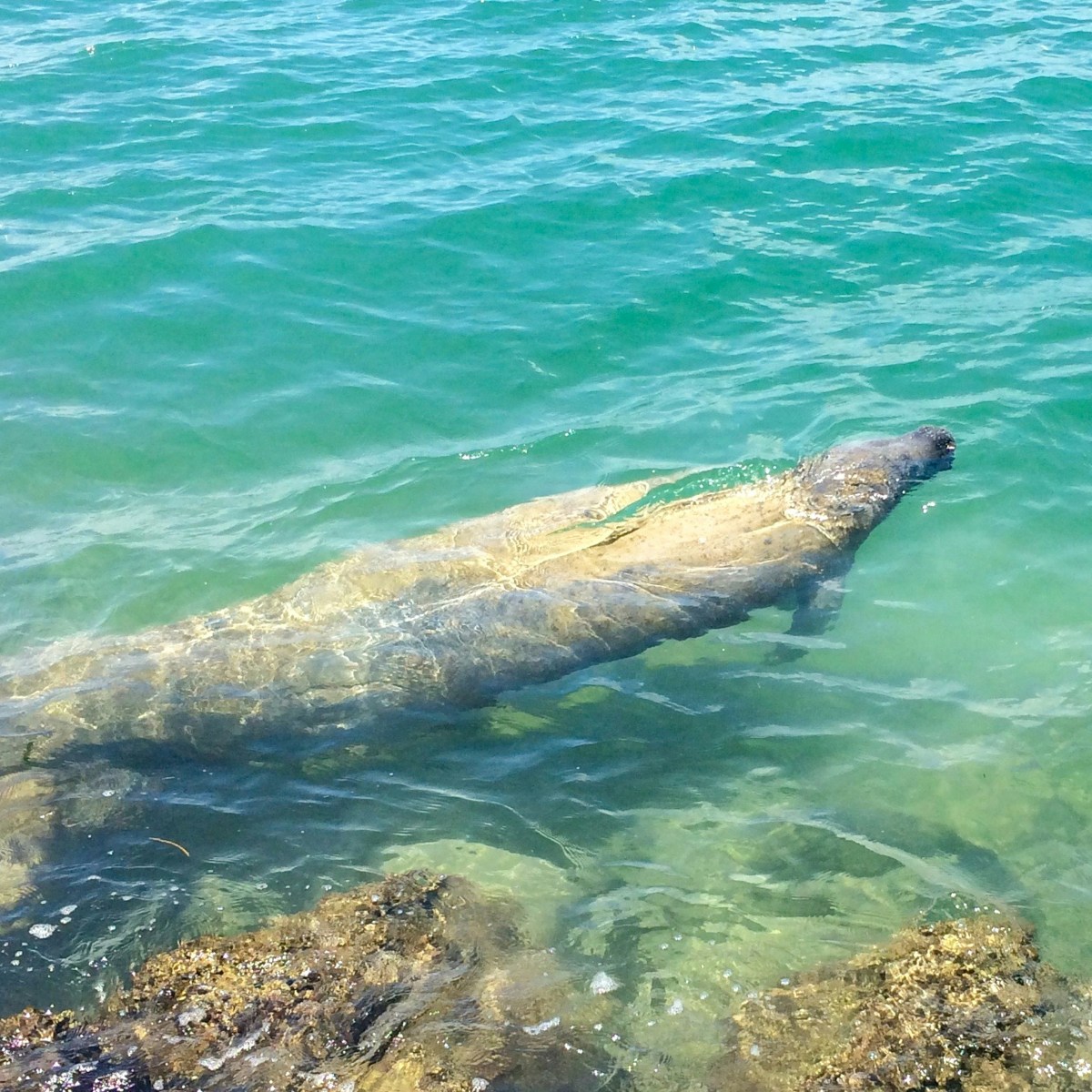 Manatee swimming in clear green water near rocky shore.