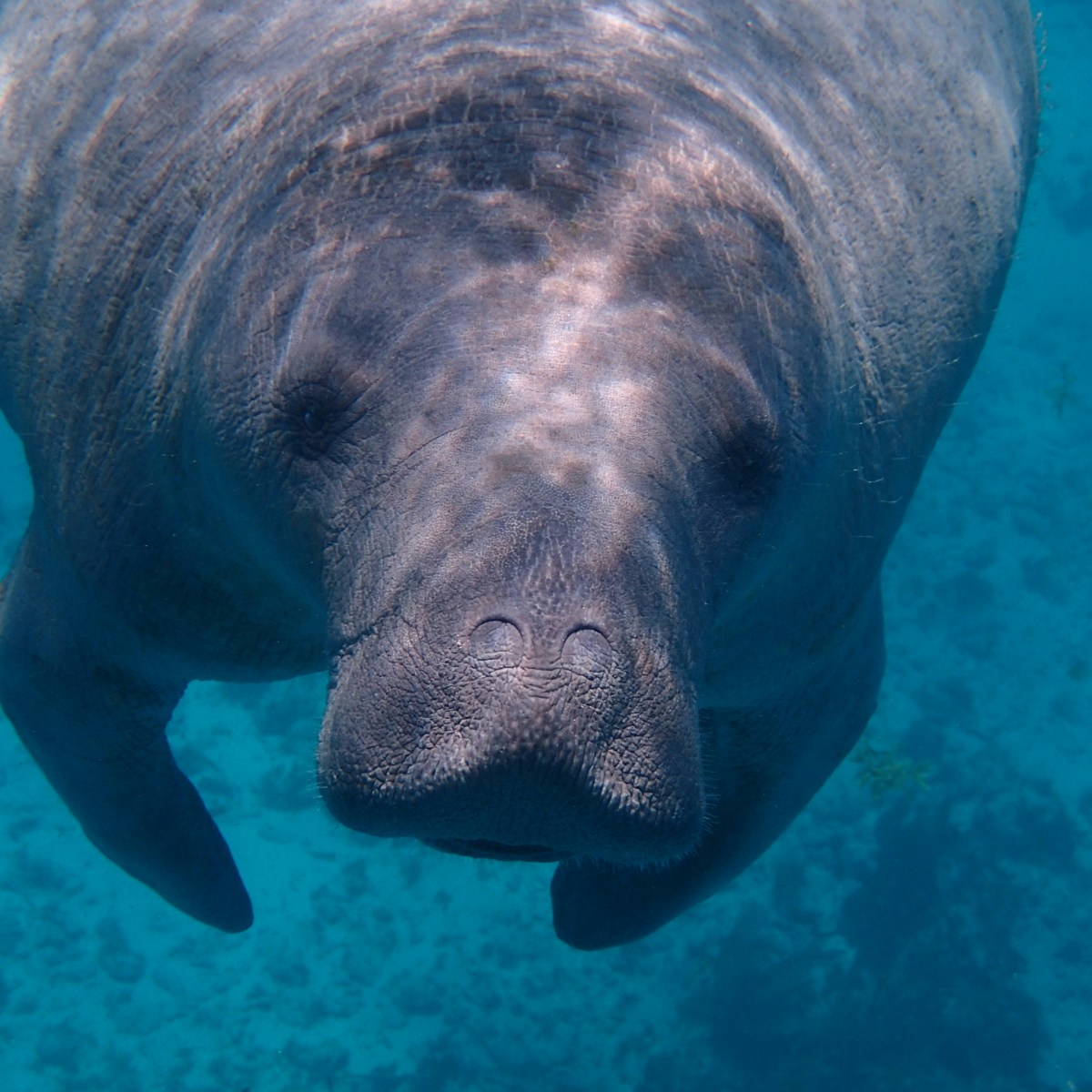 Underwater close-up of a manatee swimming in clear blue water.