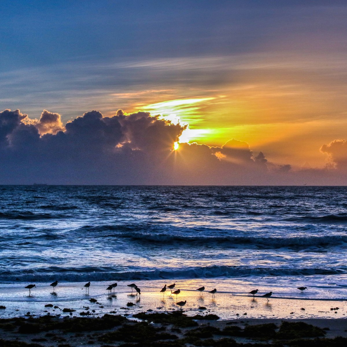Sunrise over ocean with clouds and birds on sandy shore.