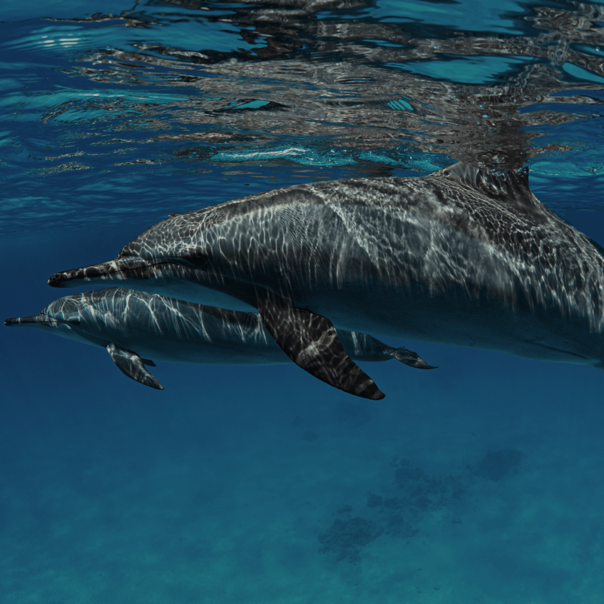 Two dolphins swimming underwater with reflection on water surface.